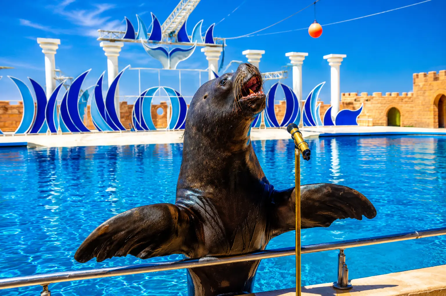 Sealanya Delfinshow ab Alanya & Side | Transfer inklusive thumbnail